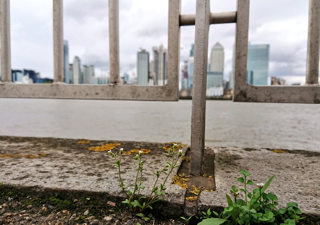 Support The Project More Than Weeds